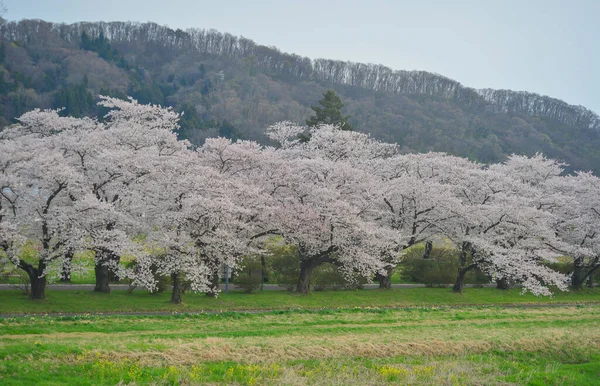 Kitakami Tenshochi Park, Iwate, Japonya 'da kiraz çiçeklerinin açtığı güzel bahar manzarası.