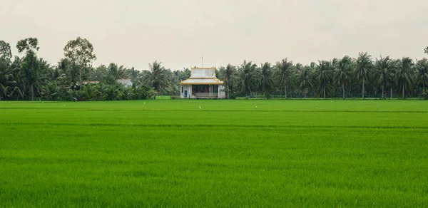 Paddy rice field in southern Vietnam — Stock Photo, Image