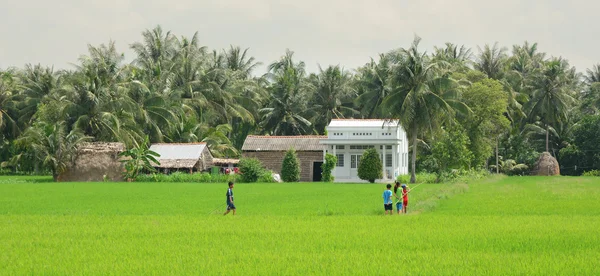 Paddy rice field in southern Vietnam — Stock Photo, Image