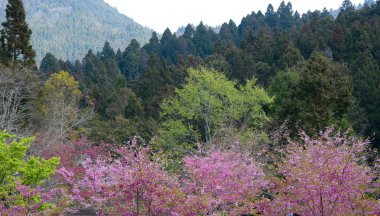 Bahar içinde kiraz çiçeği
