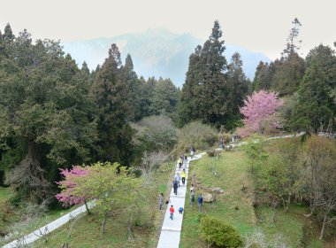 Bahar içinde kiraz çiçeği