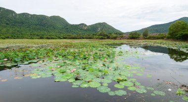 Lotus çiçek çiçek pembe
