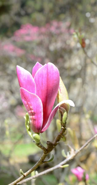 Azalea flowers at spring — Stock Photo, Image
