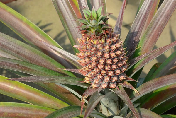 Baby pineapple in the farm — Stock Photo, Image