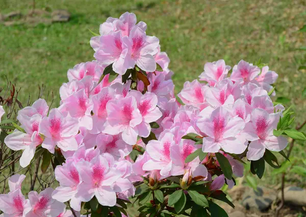 Azalea квіти на весну — стокове фото
