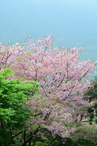 Kirschblüte im Frühling — Stockfoto