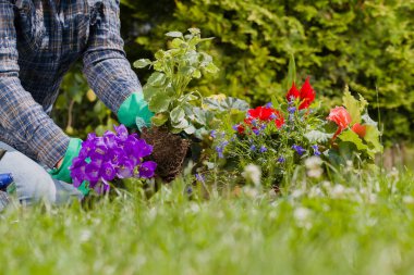 Bahçedeki eve çiçek ekiyorum. 