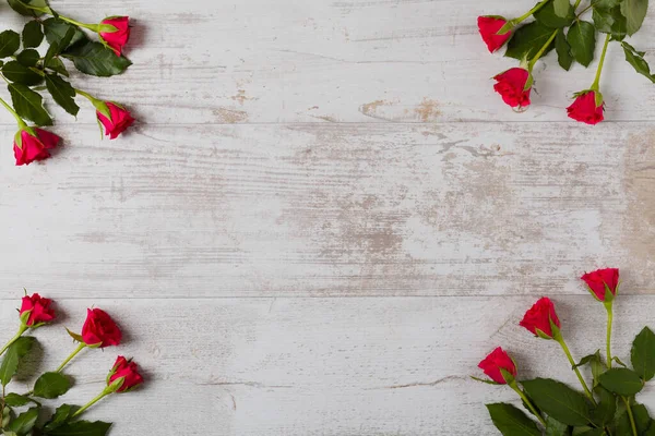 Valentijnsdag Rose Een Achtergrond — Stockfoto