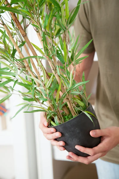 Planta em mãos masculinas — Fotografia de Stock