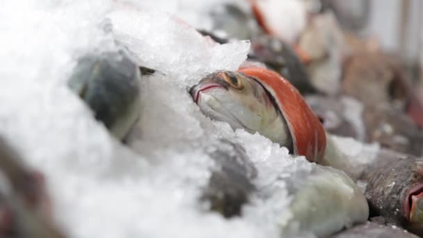 Fisken på is i butiken — Stockvideo