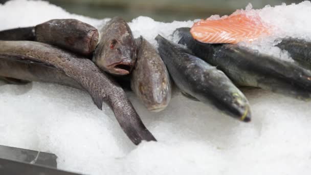 Le poisson sur la glace dans la boutique — Video