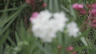 Güzel çiçekler açıyor. 