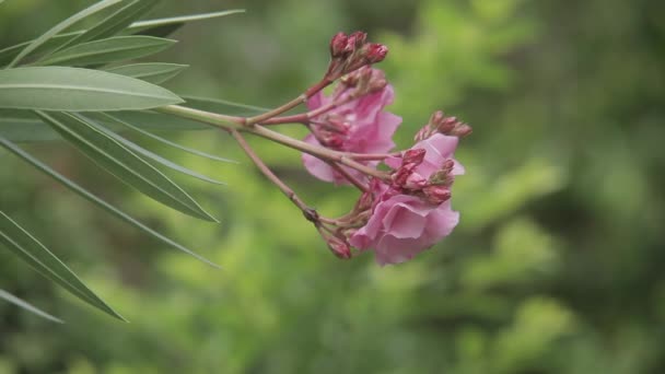 Flor hermosa floración — Vídeo de stock