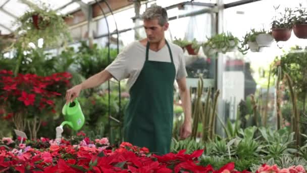Jardinier plantes d'arrosage — Video
