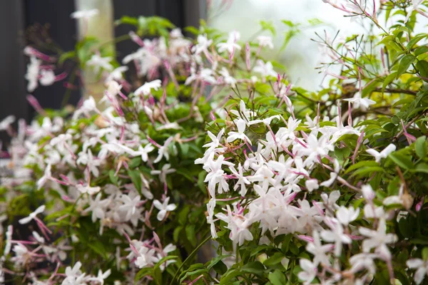 Vackra blommor på terrassen Stockfoto