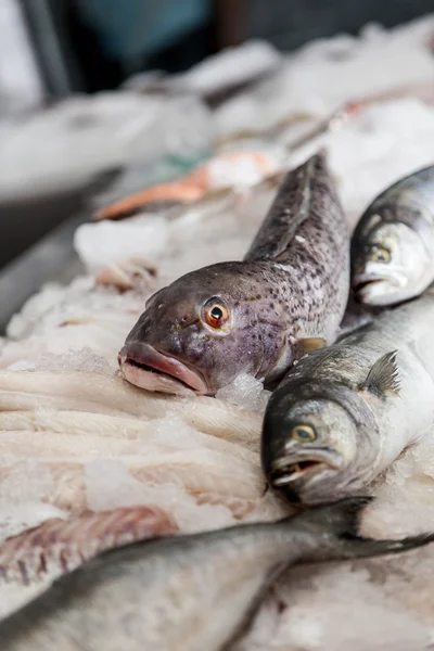 Salmón blanco — Foto de Stock