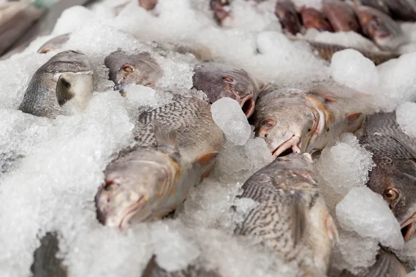 Рыба из белого лосося — стоковое фото