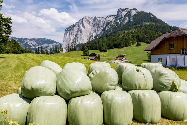 Mown grass in plastic bags — Stock Photo, Image