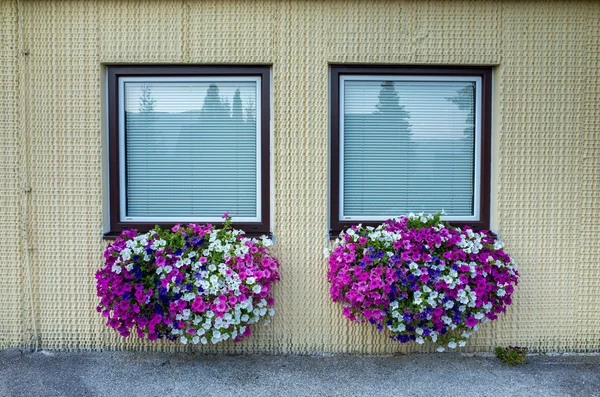 Janelas e petúnias — Fotografia de Stock