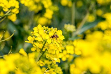 Arı genç kolza çiçeklerden nektarı toplamak
