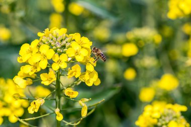 Arı genç kolza çiçeklerden nektarı toplamak