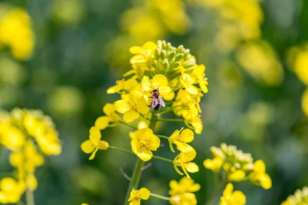 Abeja recogiendo el néctar de las flores de colza jóvenes — Foto de Stock