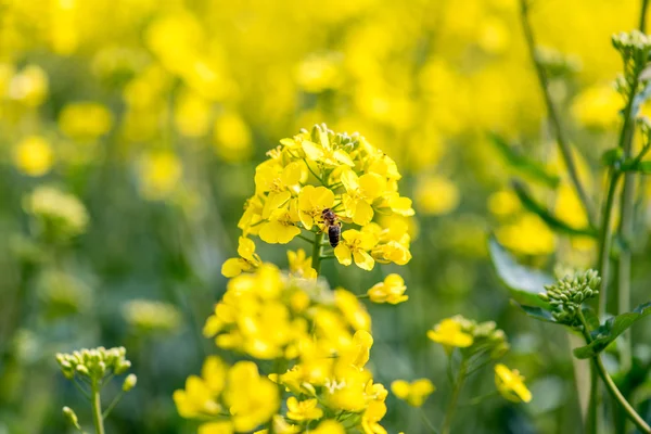 若い菜種の花から蜜を集めるミツバチ — ストック写真