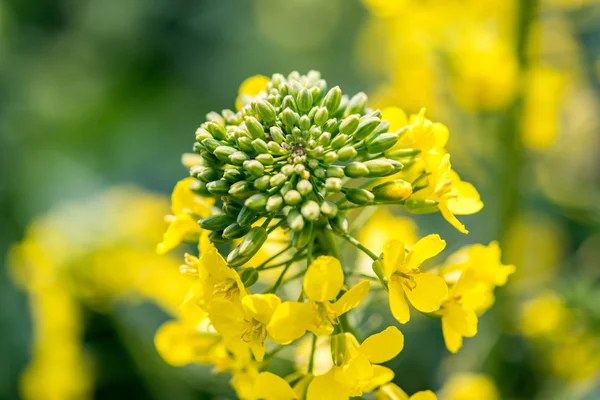 Flores de colza jóvenes — Foto de Stock