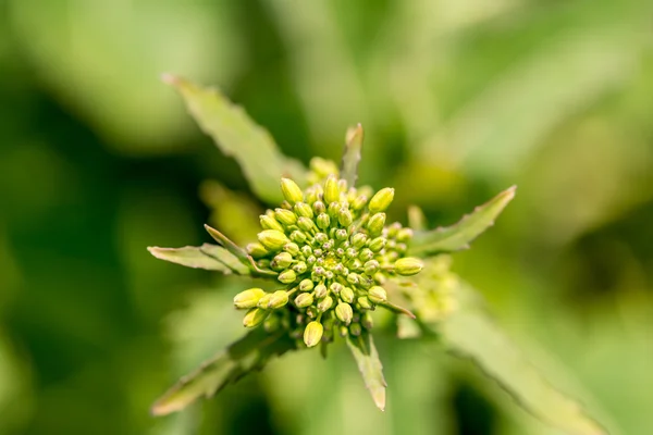 Jeunes fleurs de colza — Photo