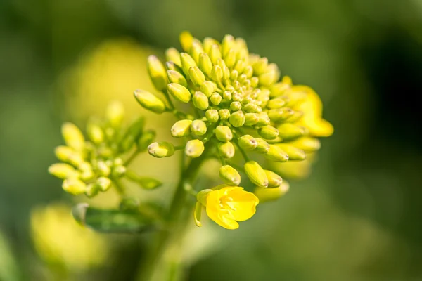 Flores de colza jóvenes — Foto de Stock