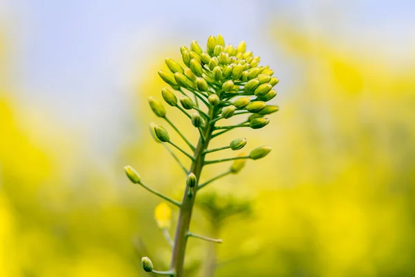 年轻的菜种花 — 图库照片