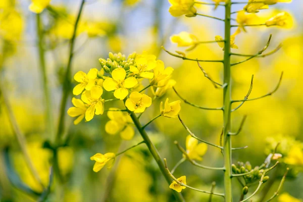 Flores de colza jóvenes — Foto de Stock