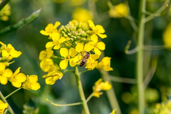 蜜蜂从年轻的菜籽油花中采集花蜜 — 图库照片