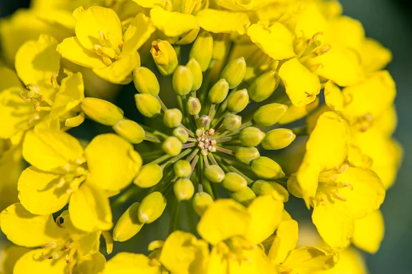 Jonge koolzaad bloemen — Stockfoto