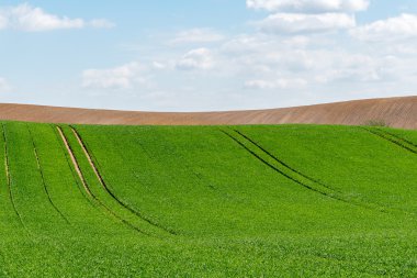 Yeşil buğday tarlası