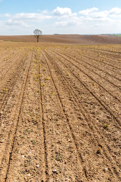 Bruin verlaten veld — Stockfoto