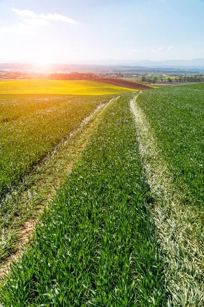 Sunset above green wheat field — Stock Photo, Image