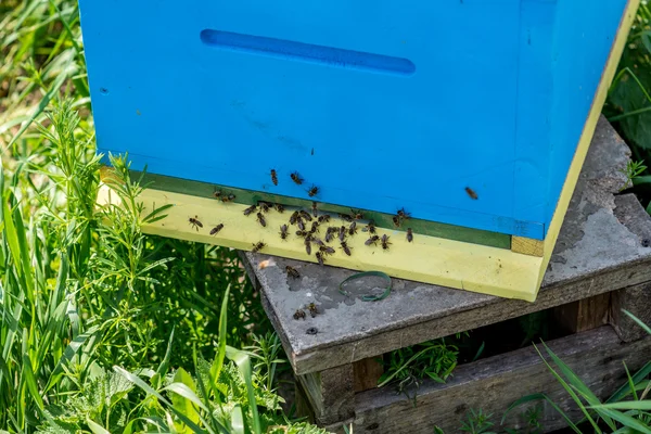 Alter hölzerner Bienenstock-Eingang — Stockfoto