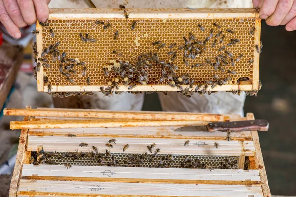 De imker controleren de Bijenkorf — Stockfoto