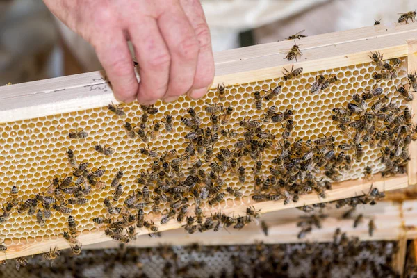 Der Imker überprüft den Bienenkorb Stockfoto