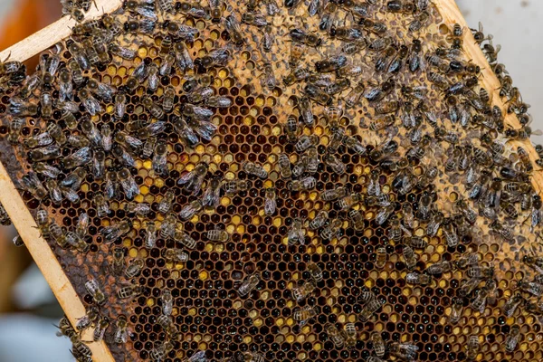 De bijen op de honingraat werken — Stockfoto