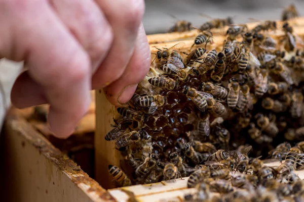 De imker controleren de Bijenkorf — Stockfoto