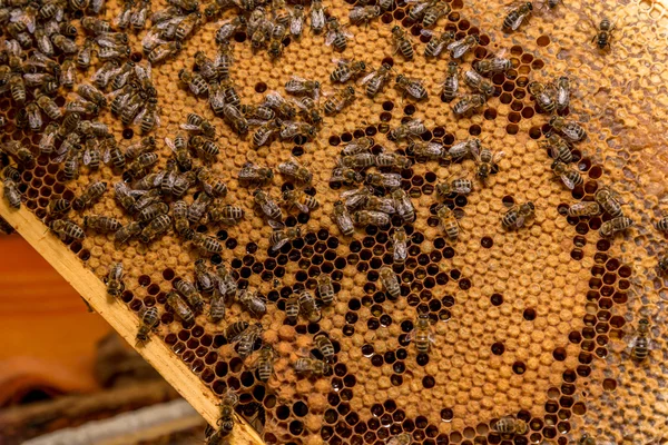 Die Bienen, die an der Wabe arbeiten — Stockfoto