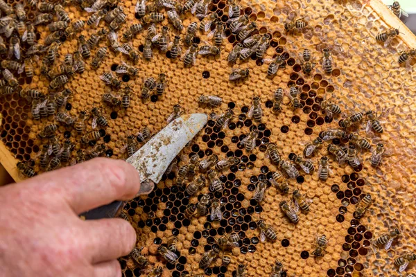 De bijen op de honingraat werken — Stockfoto