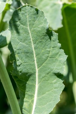 Genç bitki tecavüz