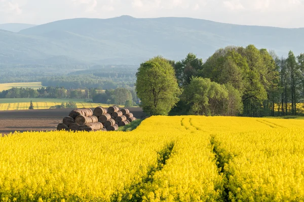 Hay bales and colza field — Stock Photo, Image