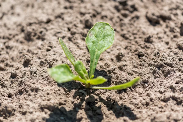 Verkrachting van jonge plant — Stockfoto