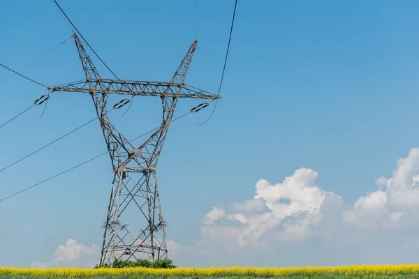 Powerlines on colza field — Stock Photo, Image