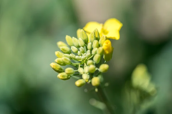 年轻的菜种花 — 图库照片