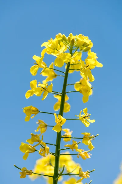 Flores de colza jóvenes — Foto de Stock